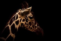 Zoomed Wild Animal Photography Image 7