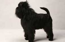 Canine Glamour Shots