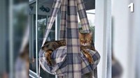Stylish Feline Furniture Image 3