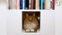 Stylish Feline Furniture Image 7