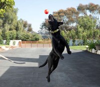 Airborne Pooch Photo Shoots Image 2