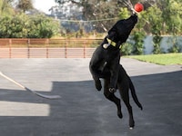 Airborne Pooch Photo Shoots Image 3