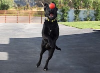 Airborne Pooch Photo Shoots Image 4