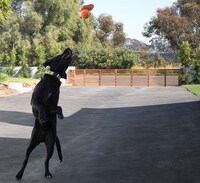 Airborne Pooch Photo Shoots Image 5