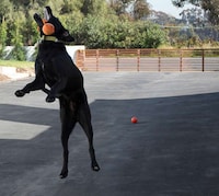 Airborne Pooch Photo Shoots Image 6