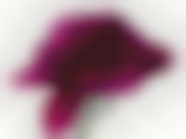 Enigmatic Blossoming Portraits