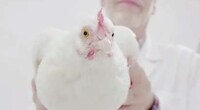 Punny Rooster Camera Commercials Image 2