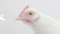 Punny Rooster Camera Commercials Image 3