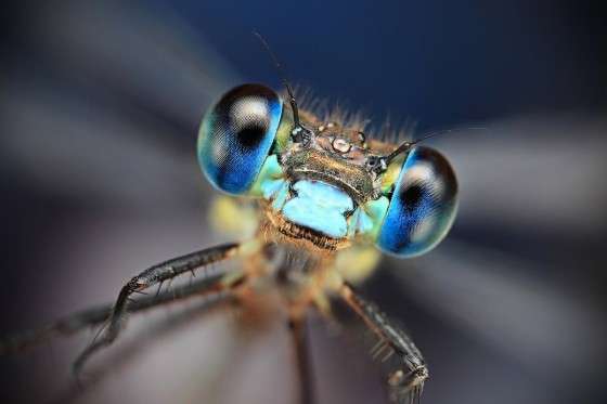 16 Macro Insect Captures
