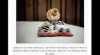 Precious Personified Pets Image 3