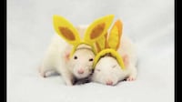 Precious Personified Pets Image 4