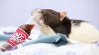 Precious Personified Pets Image 7