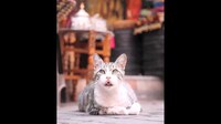 Precious Personified Pets Image 8
