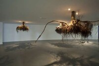 Suspended Tree Root Installations Image 7