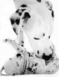 Hyper-Realistic Pencil Sketches Image 3