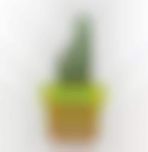 Vibrant Spongy Vases