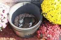Outdoor Feline Sancutaries Image 2