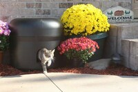 Outdoor Feline Sancutaries Image 4