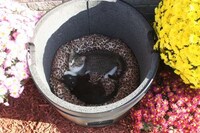Outdoor Feline Sancutaries Image 5