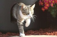 Outdoor Feline Sancutaries Image 7