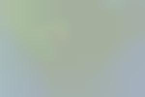 Interactive Global Cat Maps: This Fun Cat Map App Lets Users Track All ...