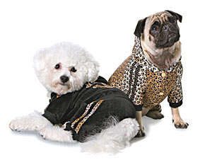 45 Playful Pet Ensembles