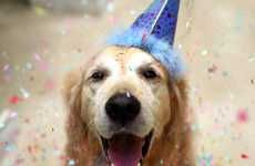 Celebrated Canine Portfolios