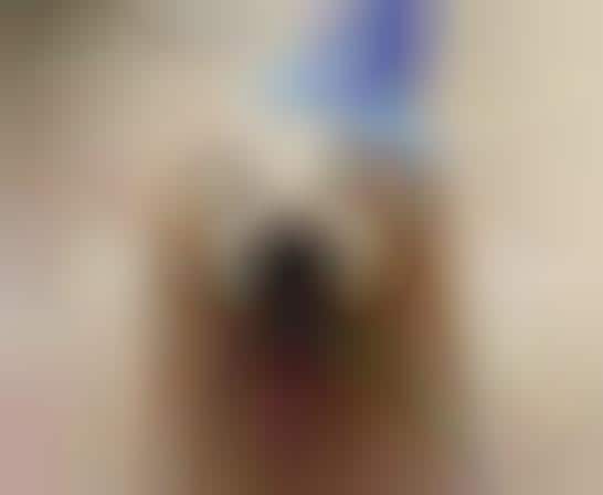 Celebrated Canine Portfolios