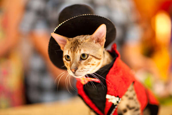 17 Fierce Feline Fashions