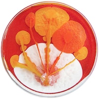 Vibrant Bacteria-Like Paintings Image 4
