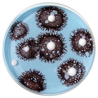 Vibrant Bacteria-Like Paintings Image 5