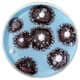 Vibrant Bacteria-Like Paintings Image 5