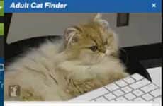 Single Feline Dating Sites