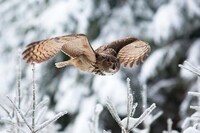Soaring Fowl Photography Image 2