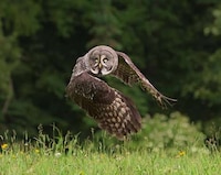 Soaring Fowl Photography Image 3