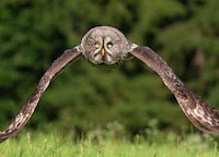 Soaring Fowl Photography Image 4