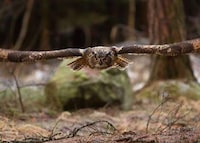 Soaring Fowl Photography Image 5