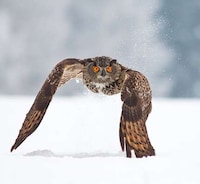 Soaring Fowl Photography Image 7