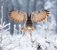 Soaring Fowl Photography Image 8