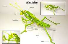 Toy-Built Insect Taxidermy