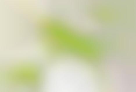 Toy-Built Insect Taxidermy