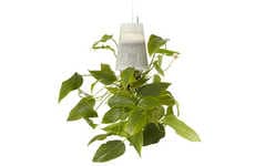 Transparent Upside Down Pots