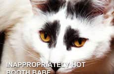 Feline Festival Memes