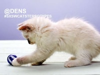 Feline Festival Memes Image 3