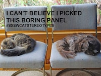 Feline Festival Memes Image 5