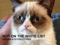 Feline Festival Memes Image 7