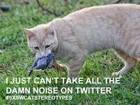 Feline Festival Memes Image 8