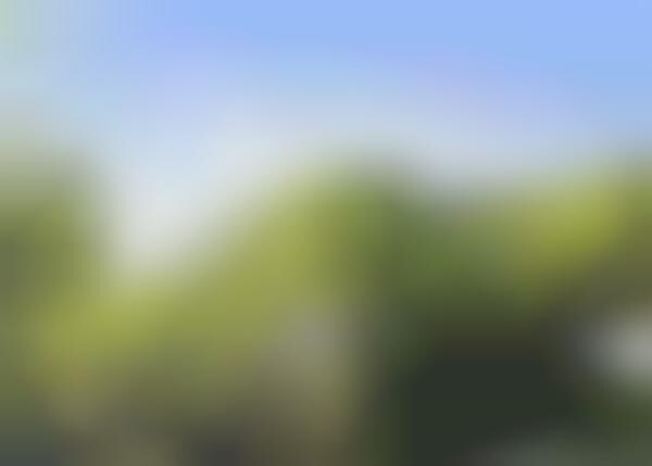 Forest-Reflecting Buildings
