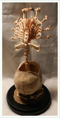 Bizarre Alien Carcass Decor Image 2