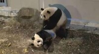 Panda Voyeurism Videos  Image 2